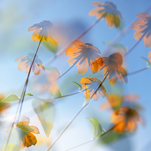 10.Katja Richter Sonnenhut