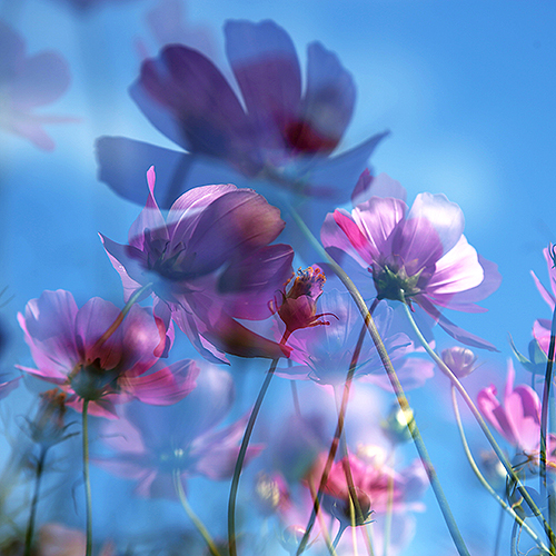 Sehnsucht nach Leichtigkeit . . . florale Fotografien